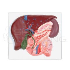 Liver with Gall Bladder Pancreas and Duodenum