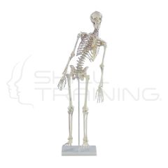 Miniature Skeleton "Fred" with movable spine