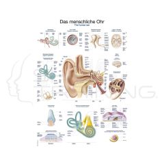 Chart The Human Ear