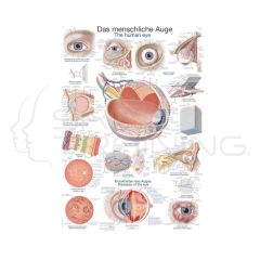 Chart The Human Eyes