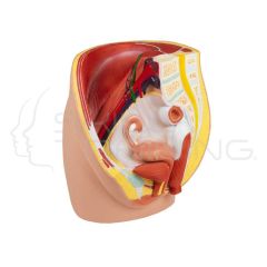 Female Pelvis, Life Size, 3-Parts