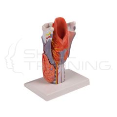 Larynx Model, 2 Times Enlarged, 5-Part