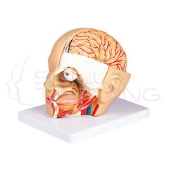 Head Model, 4 Parts