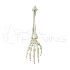 Hand with Lower Arm