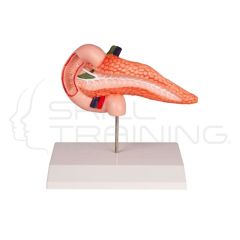 Pancreas and Duodenum