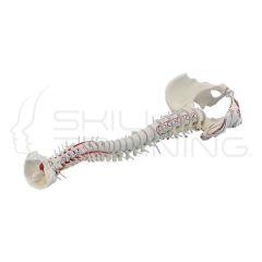 Vertebral Column with Pelvis
