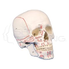 Skull Model, 3-Parts, with Muscle Marking