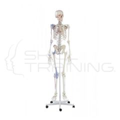 Skeleton "BERT" with Muscle Markings and Ligaments