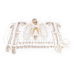 Skeleton, Unassembled (Bone Collection)