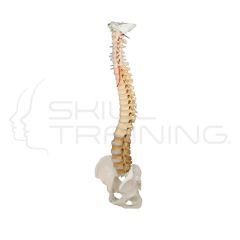Vertebral Column with Pelvis and Stand, didac