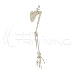Skeleton of Arm with Shoulder Girdle
