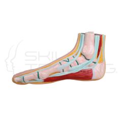 Normal Foot