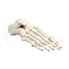 Skeleton of Foot Mountes on Wire