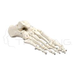Skeleton of Foot, Numbered Mountes on Wire