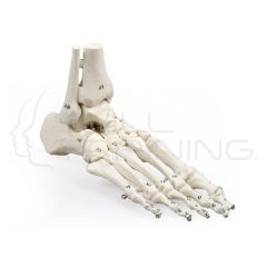 Skeleton of foot with Tibia and Fibula Insert