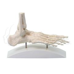 Foot Skeleton, Block Model