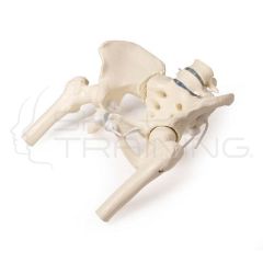 Female Pelvis with Sacrum, 2 Lumbar Vertebrae