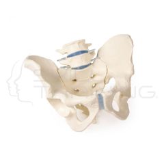 Male Pelvis with Sacrum and 2 Lumbar Vertebra