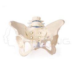 Female Pelvis with 2 lumbar vertebrae, flexib