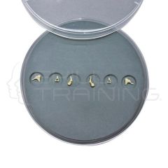 Ear Ossicles Set