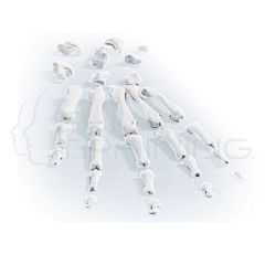 Hand Bones, Unmounted