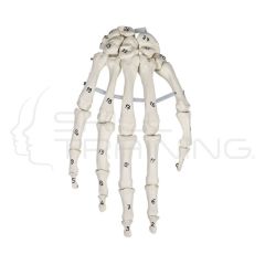 Skeleton of the Hand with bone Numbering
