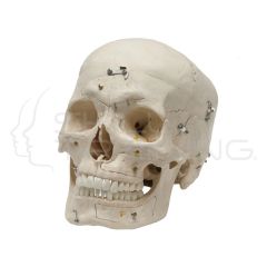 Demostration Skull, 14 Parts