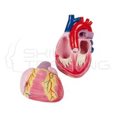 Giant Heart Model, 3 Time Life Size, 2 Parts