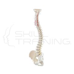 Vertebral Column with Pelvis