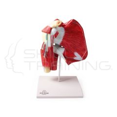 Model of Shoulder with Deep Muscle