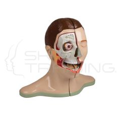 Head and Neck, 5-Parts