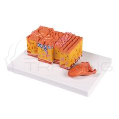Tongue and Tongue Tissue