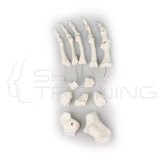 Foot Bones, Unmounted
