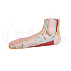 FlaT Foot, Pes Planus