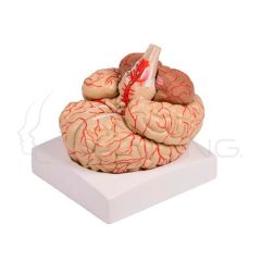 Brain Model, 9-Part with Arteries