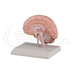 Brain Half