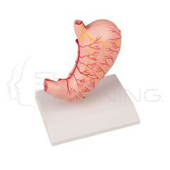 Stomach, Life Size, 2 Part