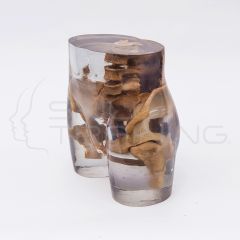 X-Ray Phantom Pelvis, Transparent
