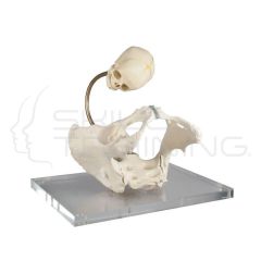 Pelvis for Demostration of Birth Canal