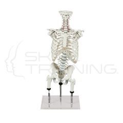 Vertebral Column for Demo of Malpositions