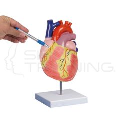 Human Heart, 2 Time Life Size, 2 Parts