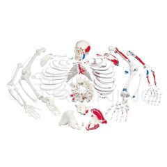 Skeleton, Unassembled with Muscle Marking (Bo