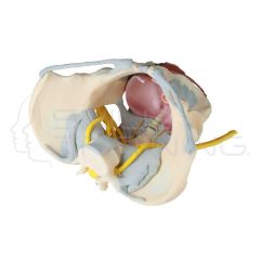 Female Pelvis with Ligaments, Nerves and Pelv