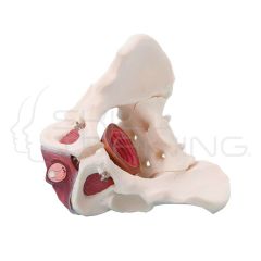 Male Pelvis with Pelvic Floor Musculature