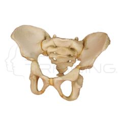 Pelvis of a 5 Year Old Child