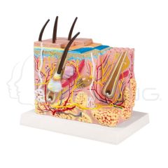 Skin block Model