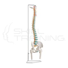 Flexible Vertebral Column with Femur Heads