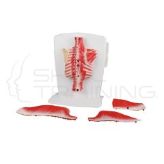 Back Muscle Model, 4-Part