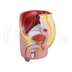 Male Pelvis, Life Size, 4-Parts