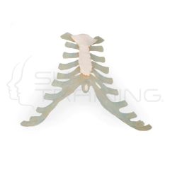 Sternum